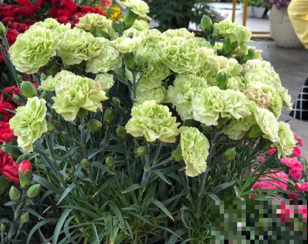 家里养盆康乃馨，学会这5步扦插，明年一盆变多盆