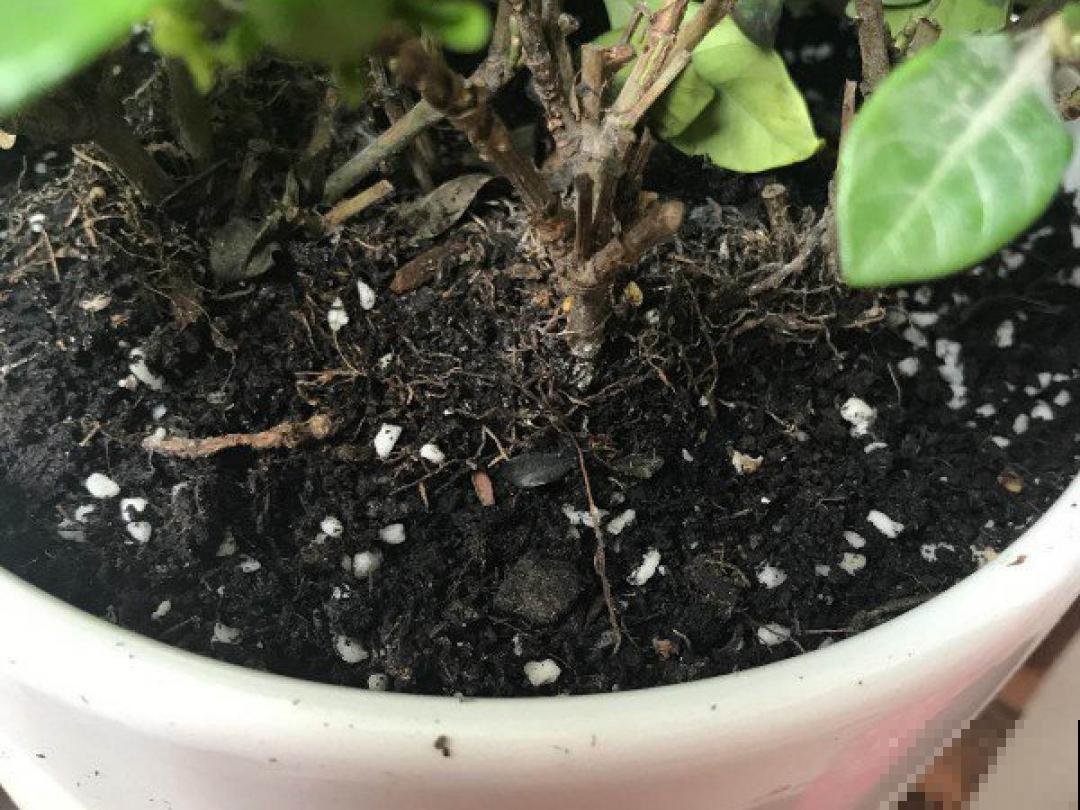 超详细的植物换土步骤,保姆级教程,实用的很 超详细的植物换土步骤,保姆级教程,实用的很