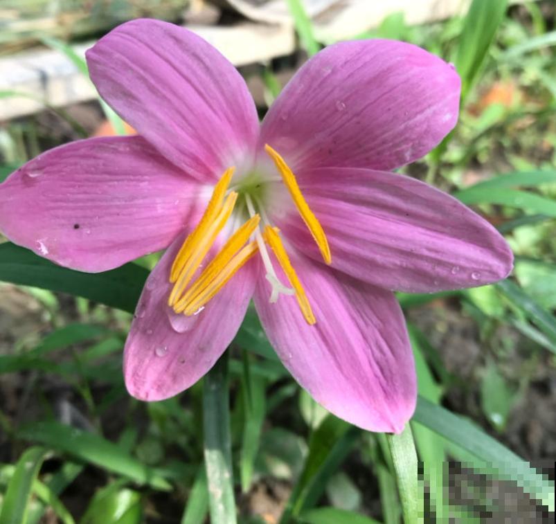 韭菜莲只长叶不开花，狠心剪、使劲晒，呼呼开花不停