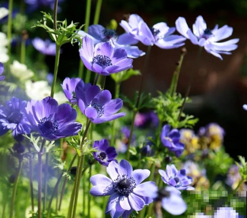 农民伯伯看不起的小野花，城里人当个宝，银莲花开花后惊艳众人