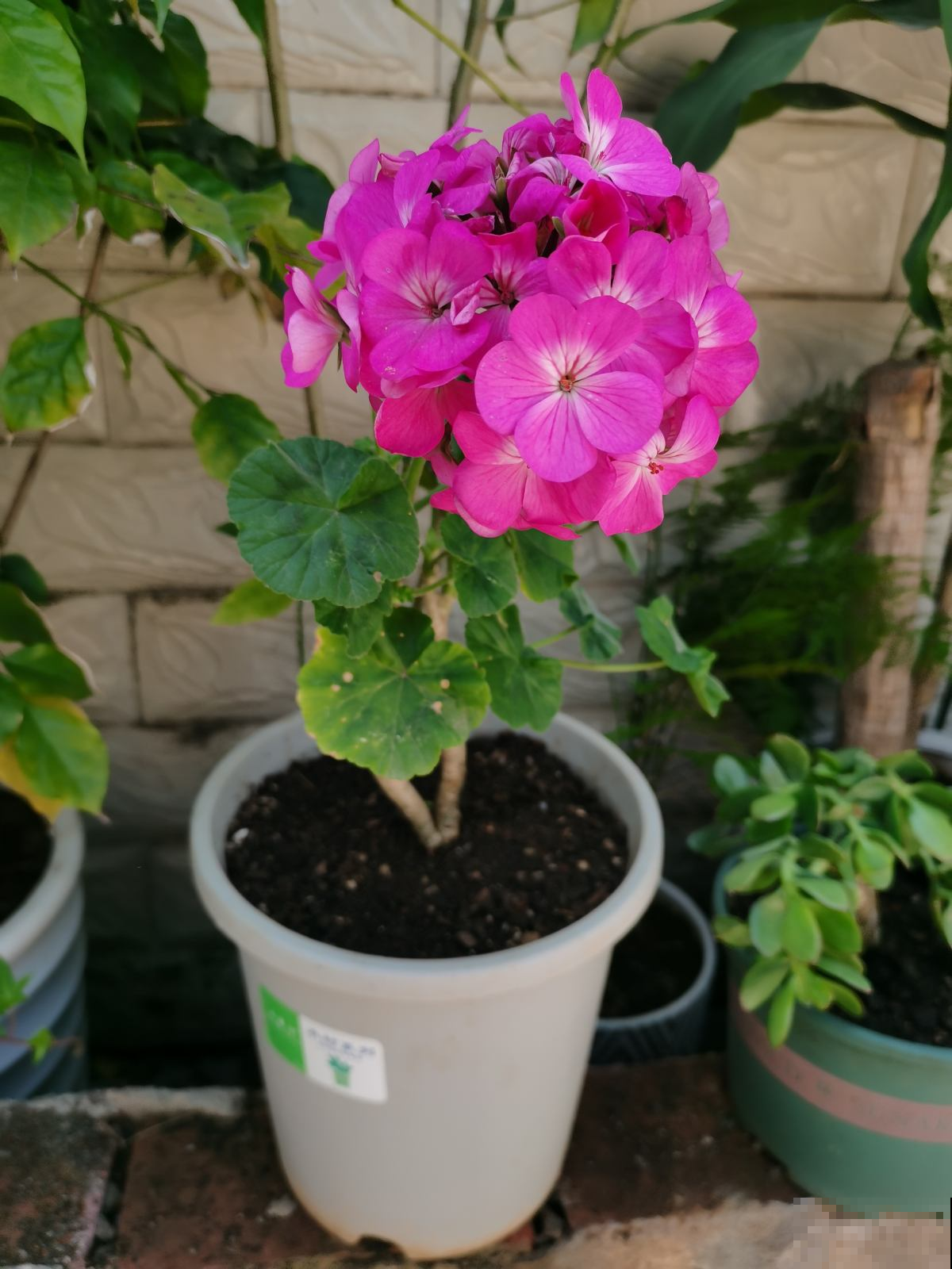 南方一种花,一年四季开花,种一棵真是赚大了 南方一种花,一年四季开花,种一棵真是赚大了