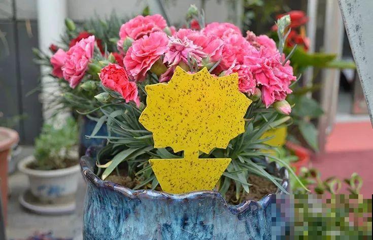 春天请个“护花神”,杀虫效果好,安全放心无污染 春天请个“护花神”,杀虫效果好,安全放心无污染