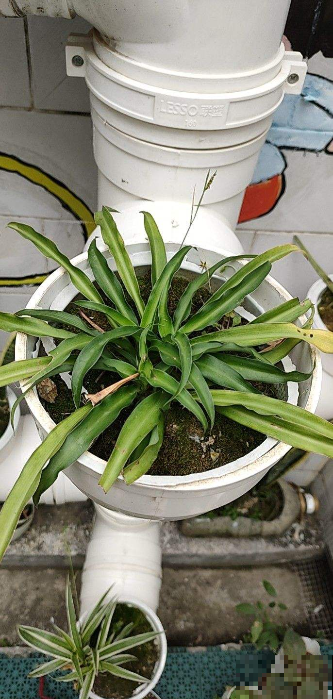 吊兰长得“半死不活”，狠心直接咔嚓掉，1个月疯长爆盆