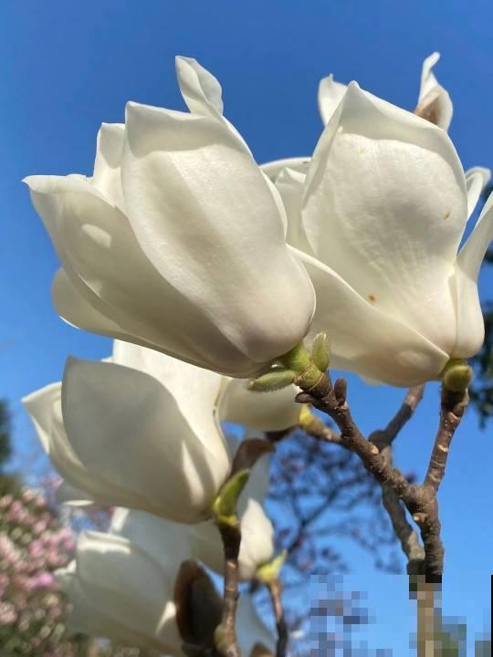 30种春天的路边花，都很常见，却很少知道叫什么