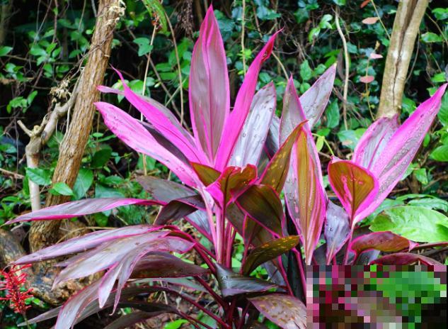 好看的红叶朱蕉，不仅没毒还可净化空气，特别适合家里养