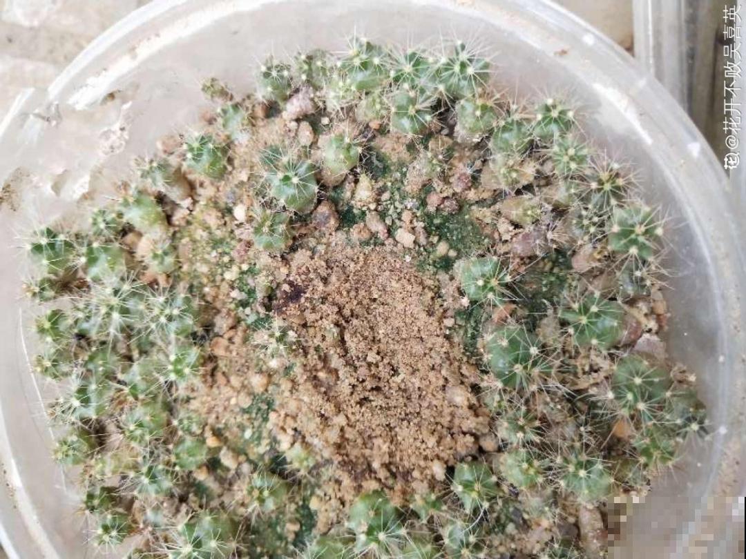 50种花春天播种,长满小院子,能开一整年 50种花春天播种,长满小院子,能开一整年