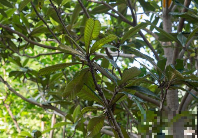 家里种棵“吉利果树”，春末夏初结果子，一家人吃不完