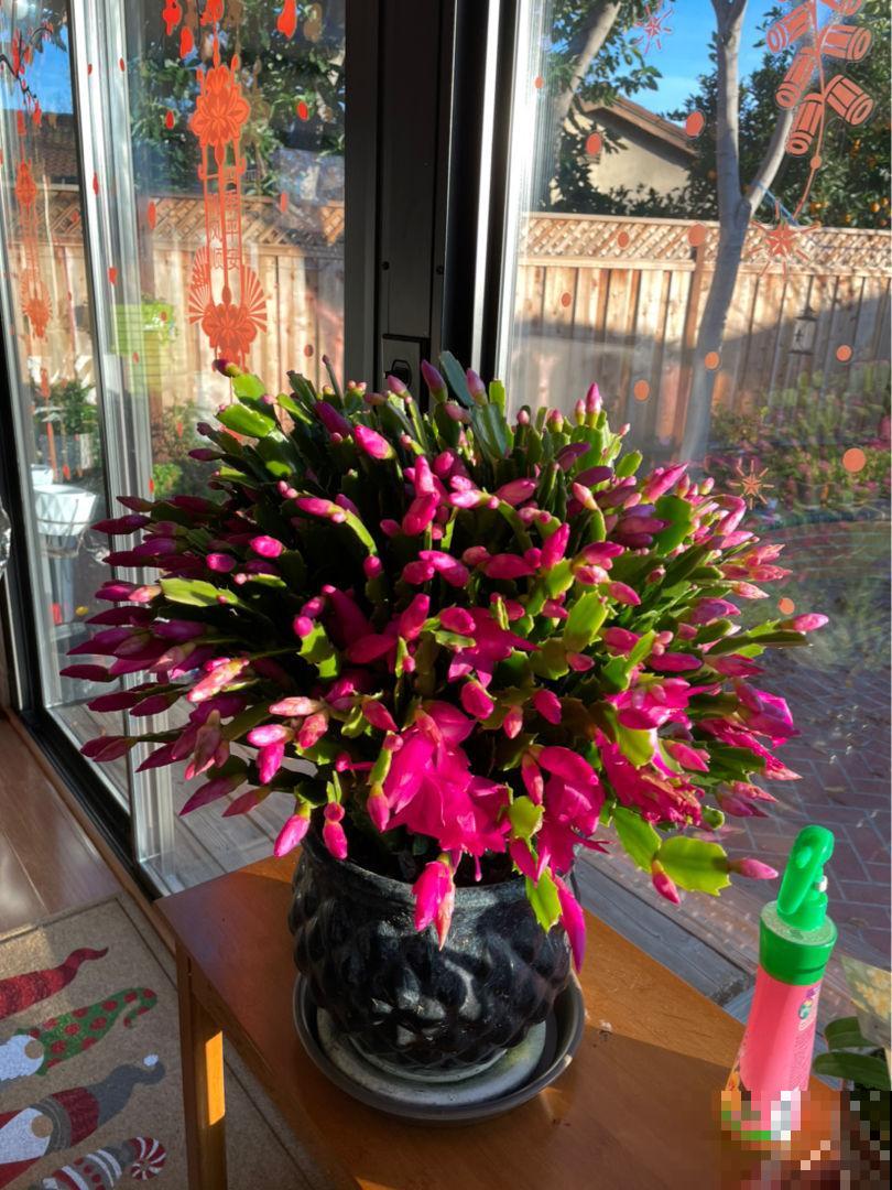 5种常见花的修剪方式，虽然简单却很重要，花开有型又健康