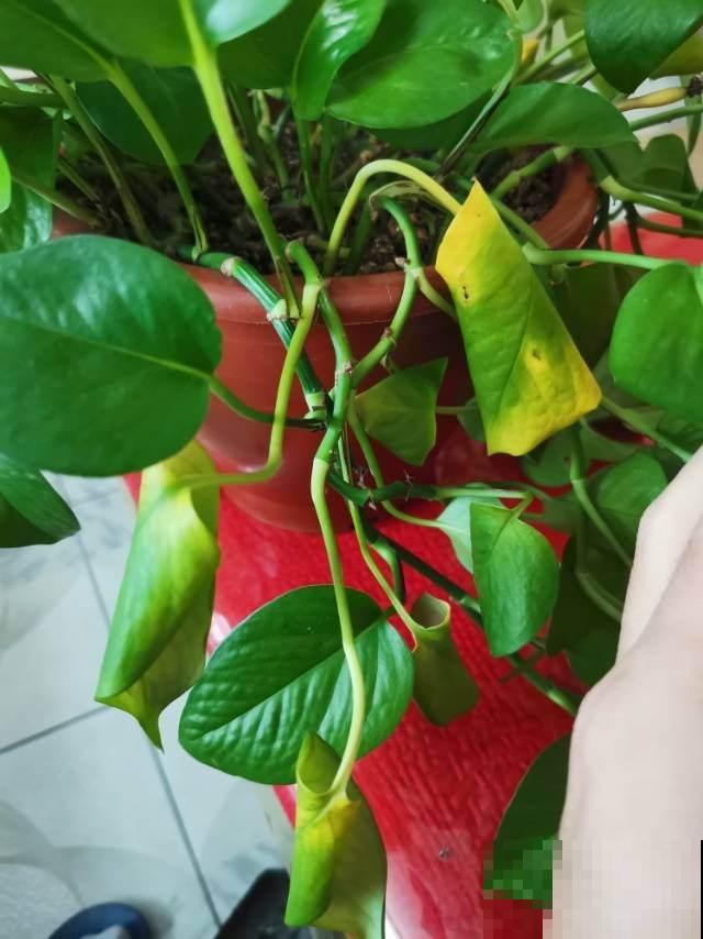 4种植物，一到冬天就黄叶，看看你错误在哪里