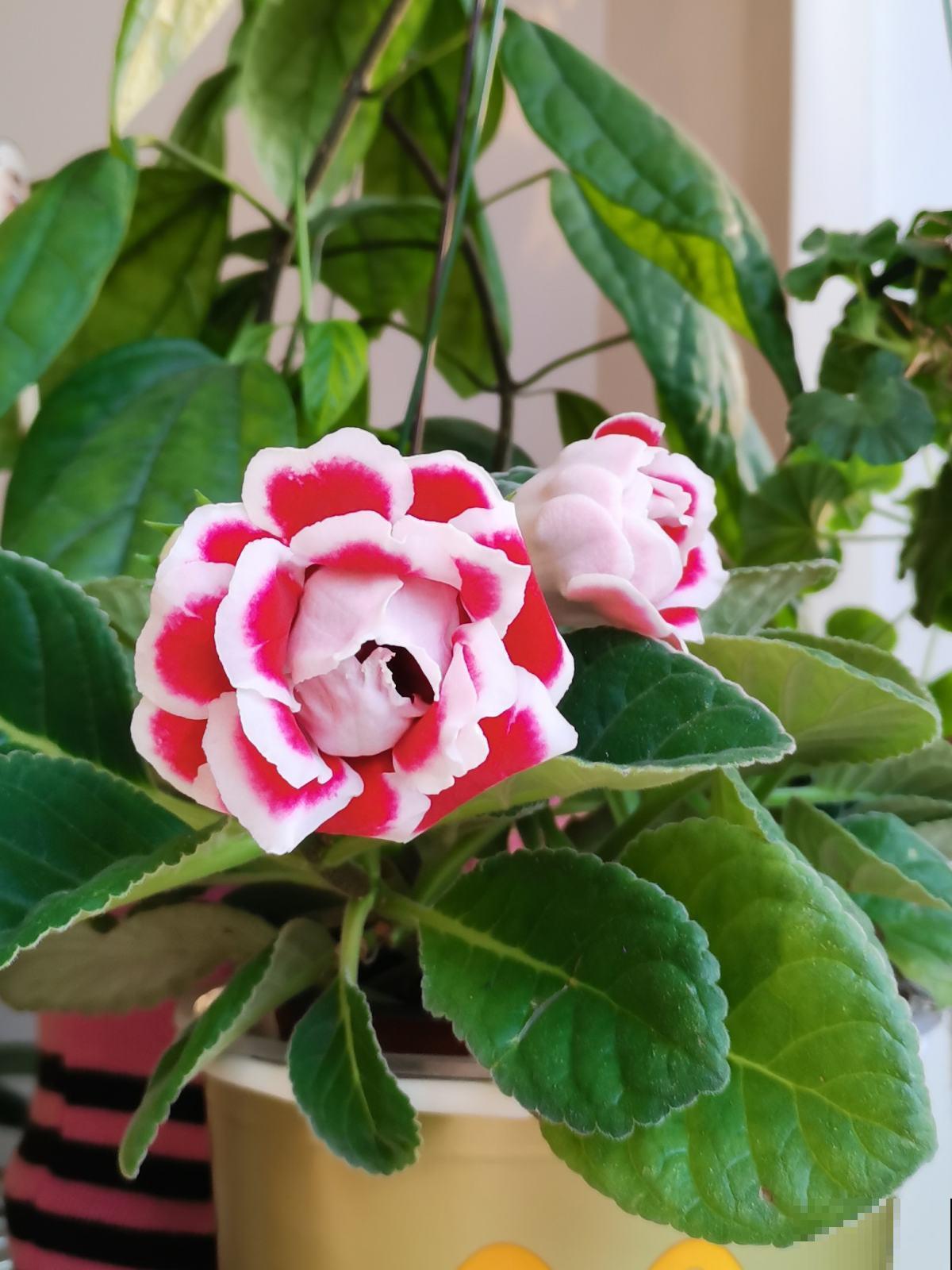 爱花和爱养花，一字之差却大有不同，3种人应该趁早放弃养花