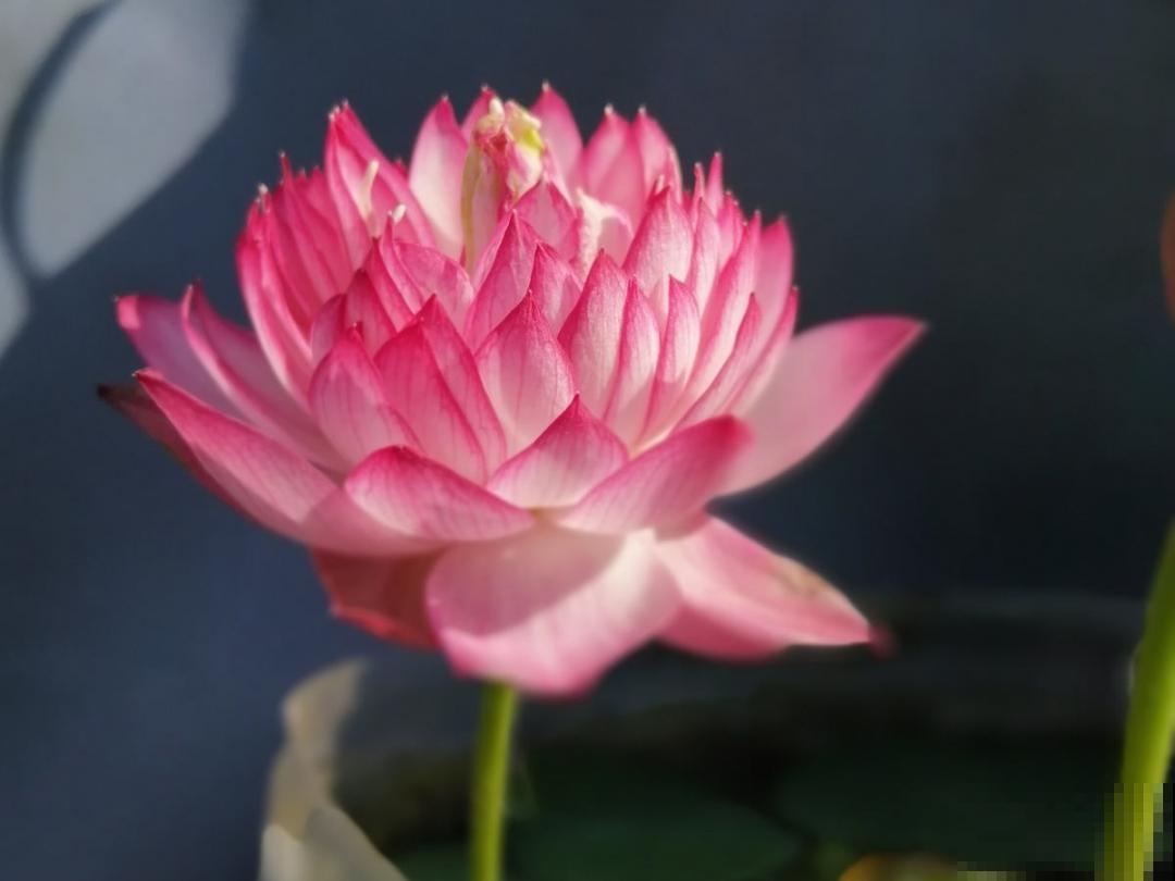 50种花春天播种,长满小院子,能开一整年 50种花春天播种,长满小院子,能开一整年