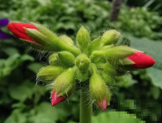 家里养殖天竺葵，就选这5种，养护适宜全年开花