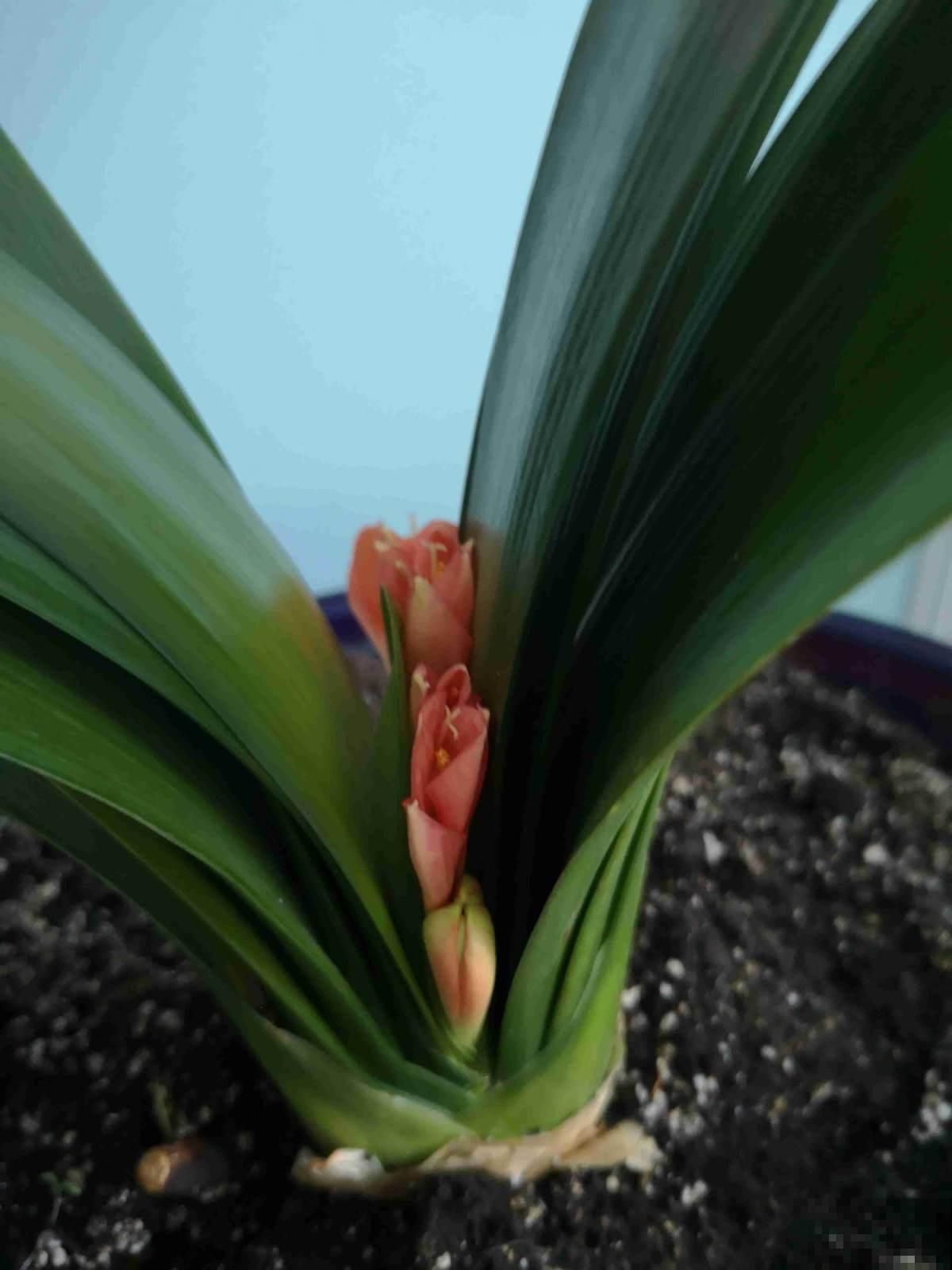 君子兰“夹剪”千万别慌，3招药到病除，花箭嗖嗖窜出来