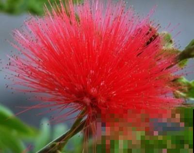 合欢树不需要买，学会这2种繁殖方法，成活率高