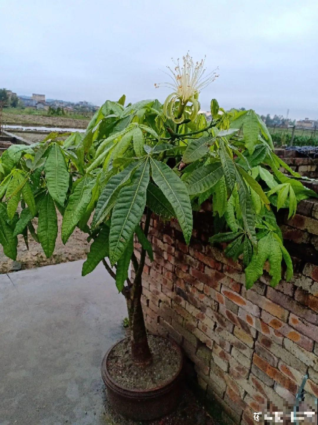 老人常说,6种吉祥花,轻易不开花,开花据说有好运 老人常说,6种吉祥花,轻易不开花,开花据说有好运