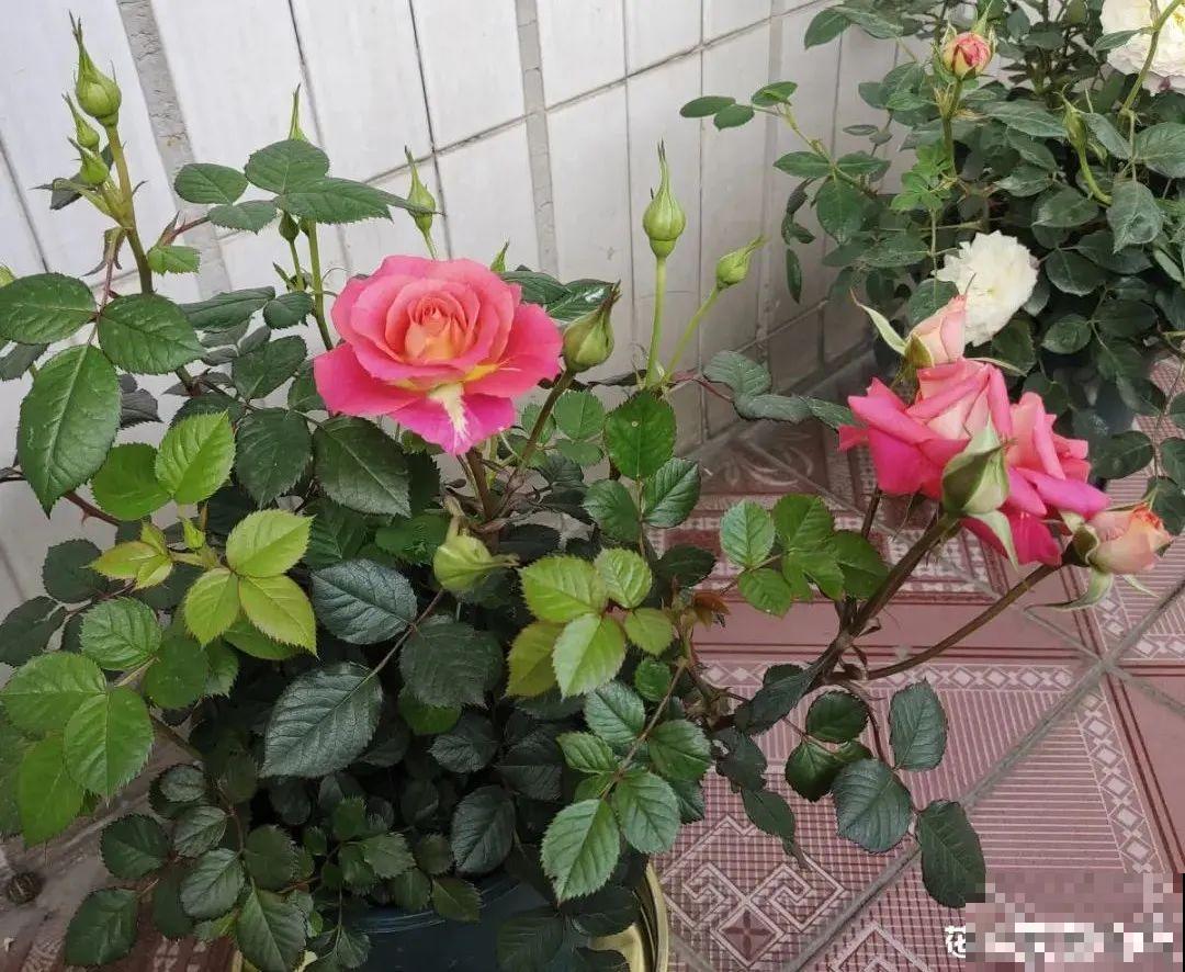 3个症状，说明花缺肥了，赶快补上，下个月大爆花