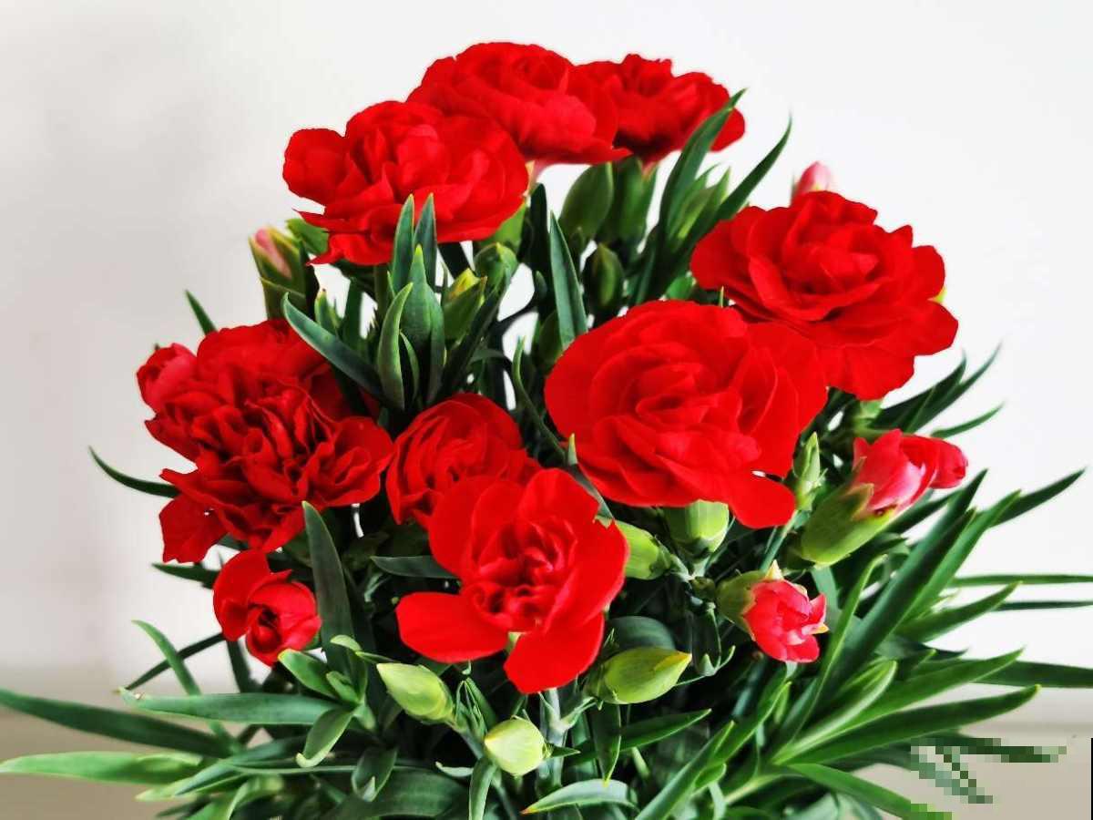 新年有新的福气花,生肖对应的花,就是你的幸运花 新年有新的福气花,生肖对应的花,就是你的幸运花