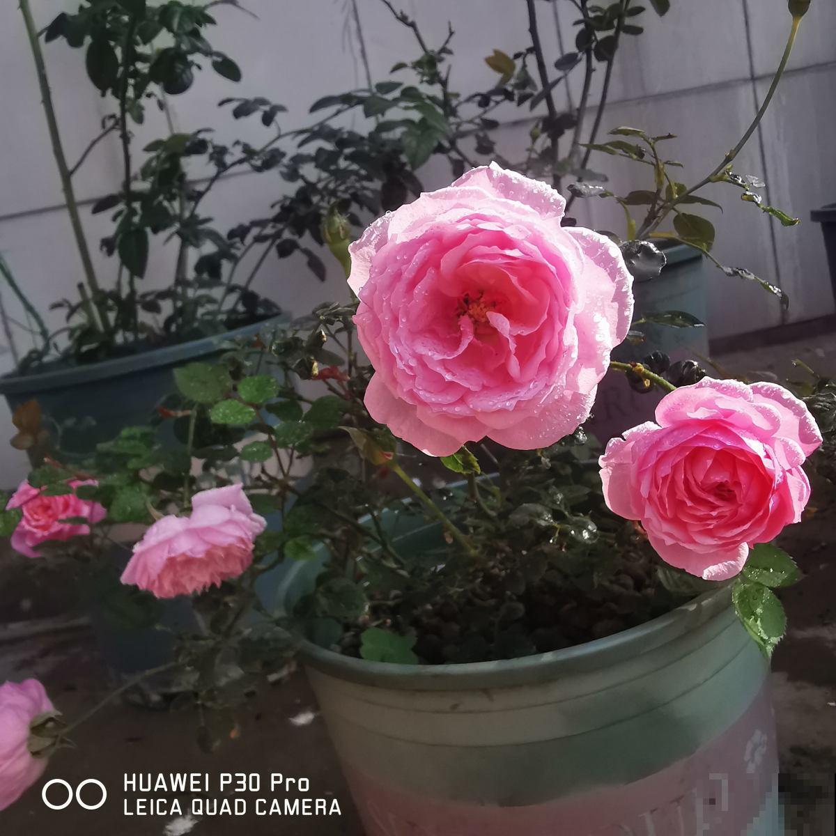 不开花的3种植物，原因很多，只有对症下药才有效