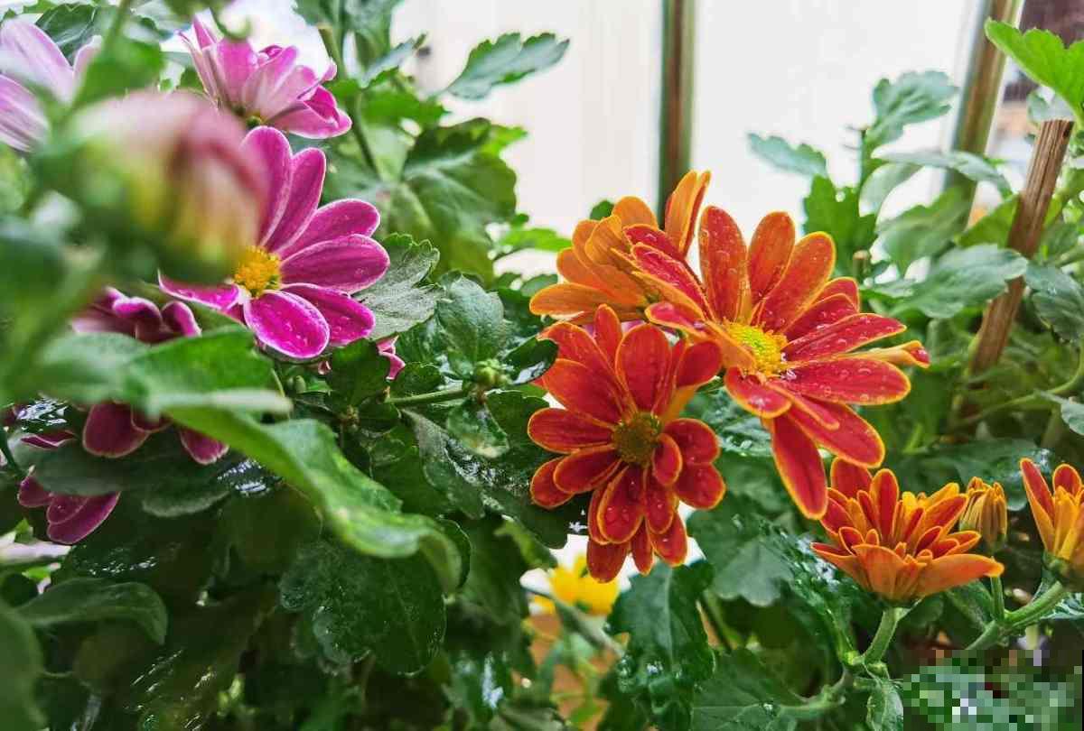 养花20年,教会了我15个人生道理,心态180°大转变 养花20年,教会了我15个人生道理,心态180°大转变