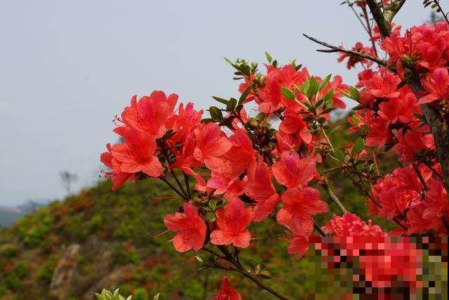 3种花，命里含“富贵”，寿命特别长