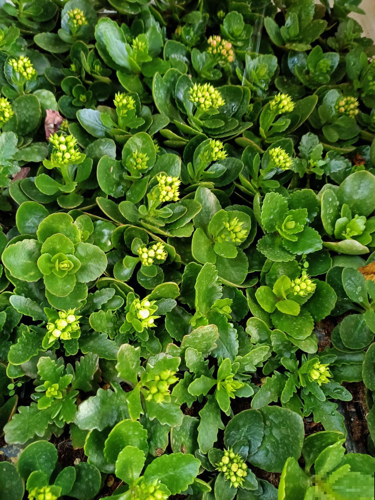 现在养长寿花，掐个枝条就能养，一盆变多盆