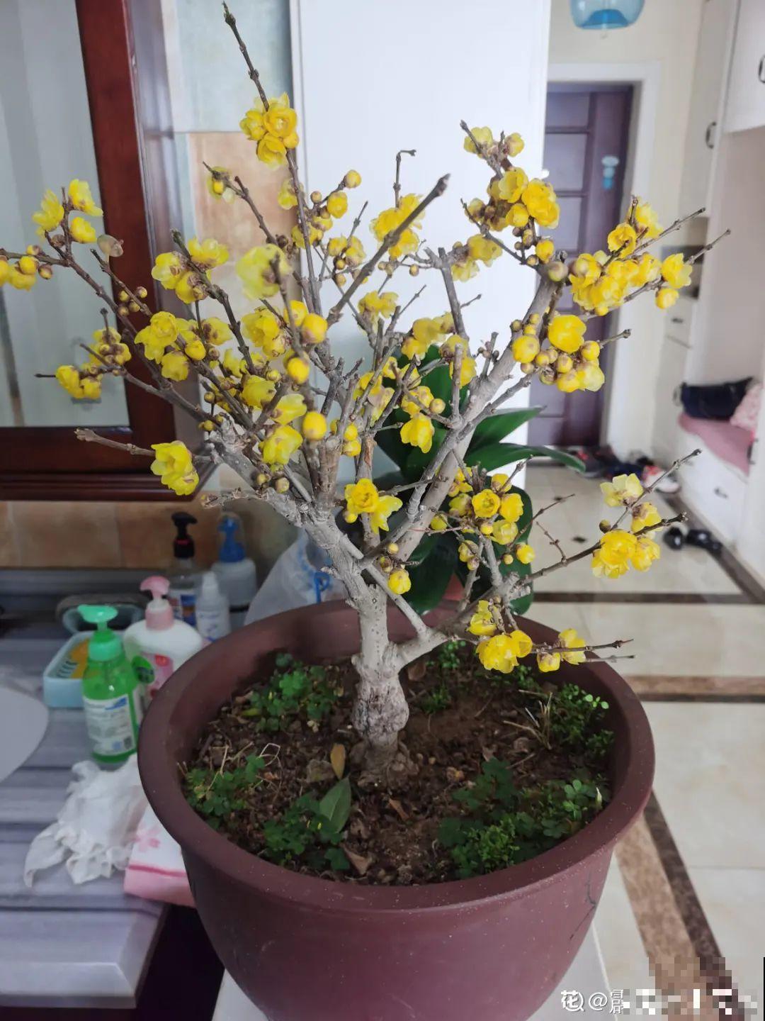 年前不敢买的“贵货花”，现在捡漏，价格低到“不可思议”