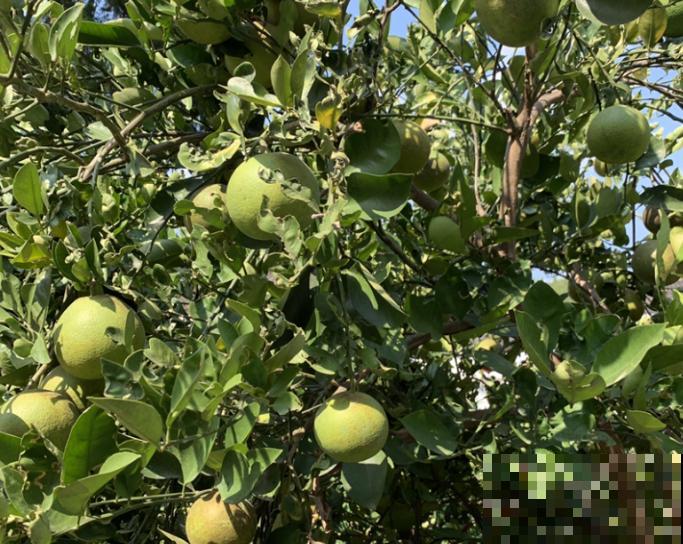 文旦和柚子区别简单，记住这4点，再也认不错