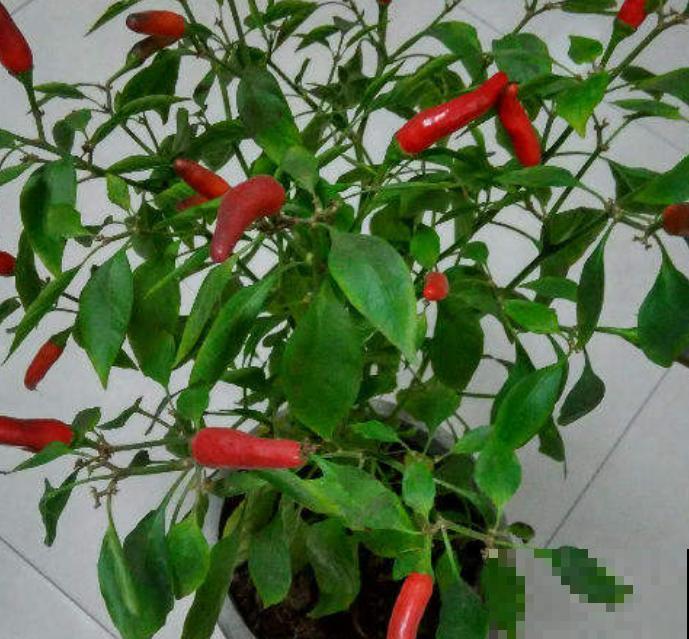 盆栽的辣椒,只开花不结果,可能和这4个原因有关 盆栽的辣椒,只开花不结果,可能和这4个原因有关