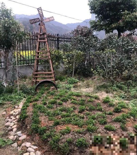 草花中的“小霸王”,耐热耐寒耐阴,开花能开大半年! 草花中的“小霸王”,耐热耐寒耐阴,开花能开大半年!