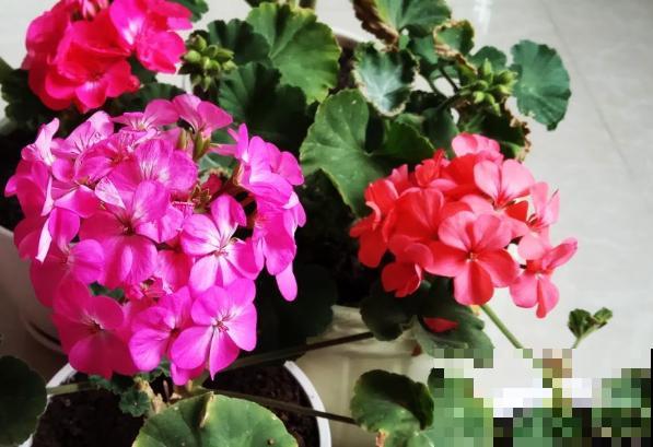 天竺葵叶子卷曲发黄，主要和这4点有关，注意好后期长势好