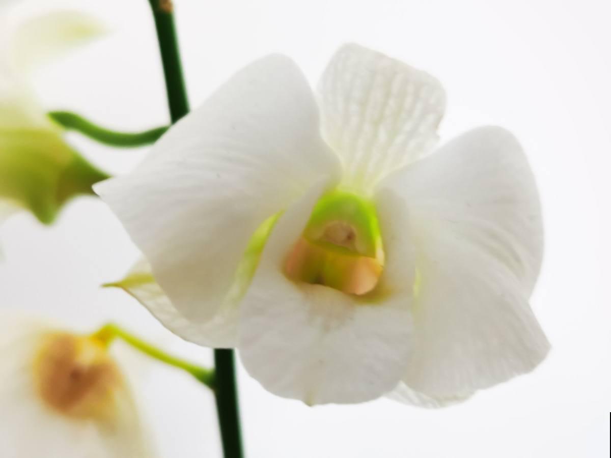 超级耐阴的植物，不用光也能长得旺，还能呼呼开花