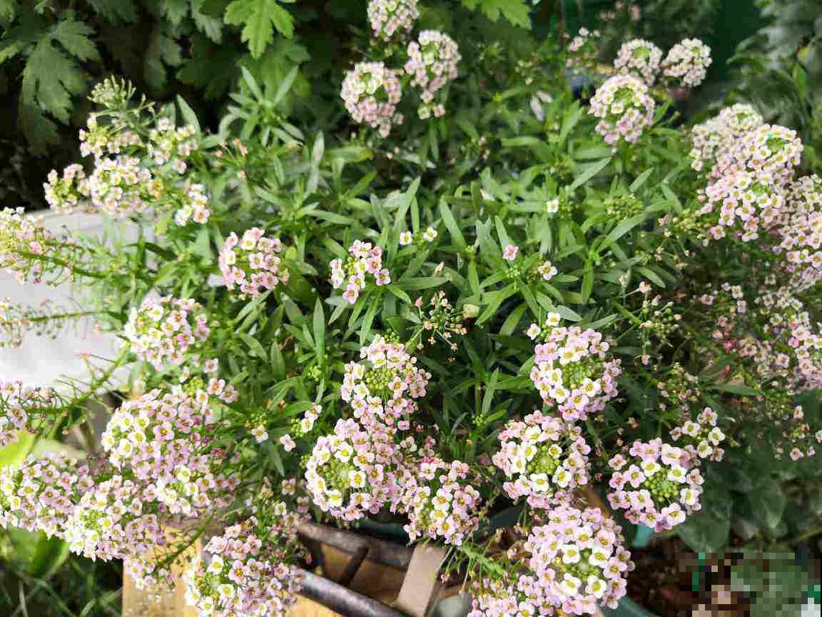 小阳台想养花,自有6种“爆盆花”可养 小阳台想养花,自有6种“爆盆花”可养