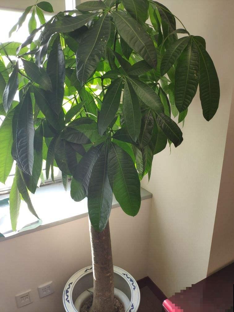 养4种花别“手贱”,粗放养护才能养得好,越勤快越养不活 养4种花别“手贱”,粗放养护才能养得好,越勤快越养不活