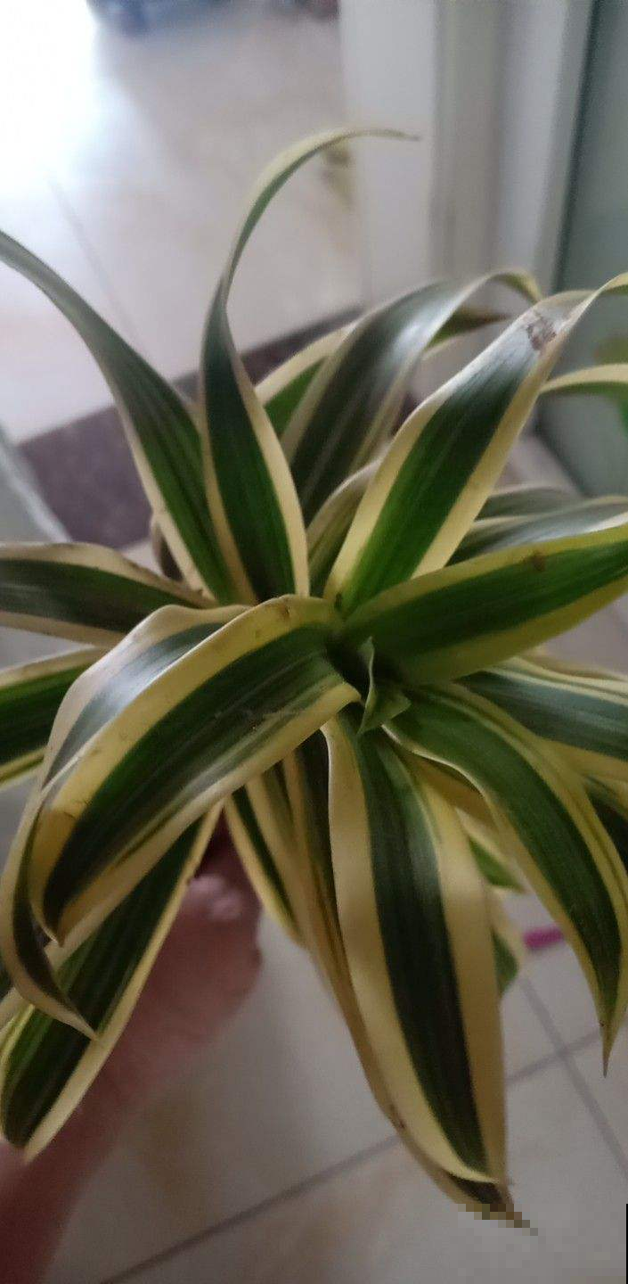 吊兰长得“半死不活”，狠心直接咔嚓掉，1个月疯长爆盆