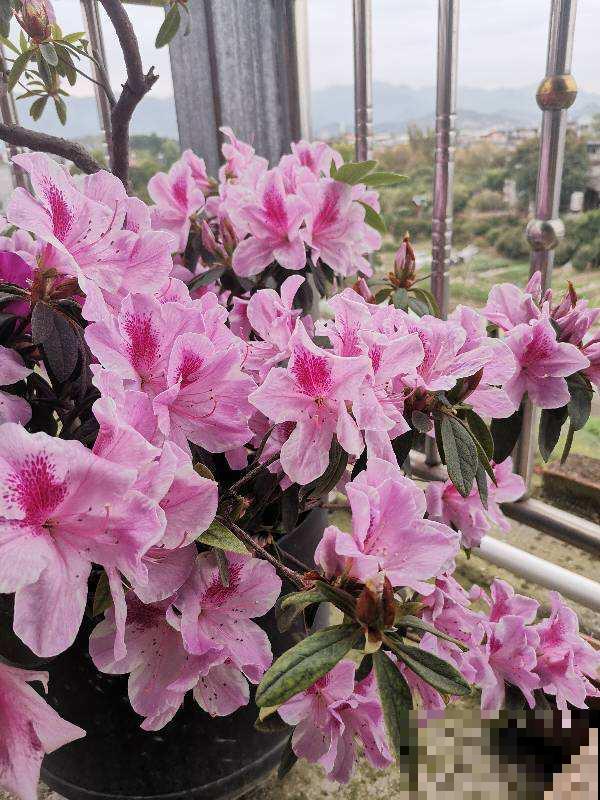 有花最爱喝“酸酸水”，喝一点爆花就更猛