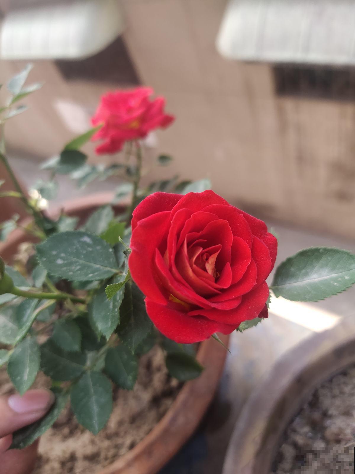 5种花正月快修剪,错过修剪,一年不开花 5种花正月快修剪,错过修剪,一年不开花