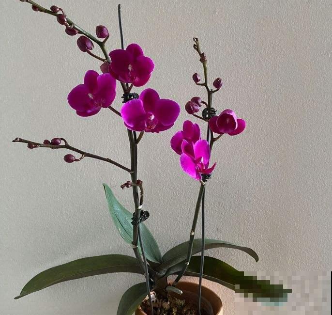 年后赶紧去花市捡漏，年前好几百的花，年后“给钱就卖”