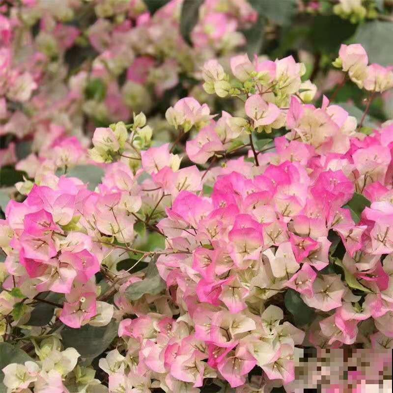 2种植物傻傻分不清，开花各有各的美，越养越上瘾