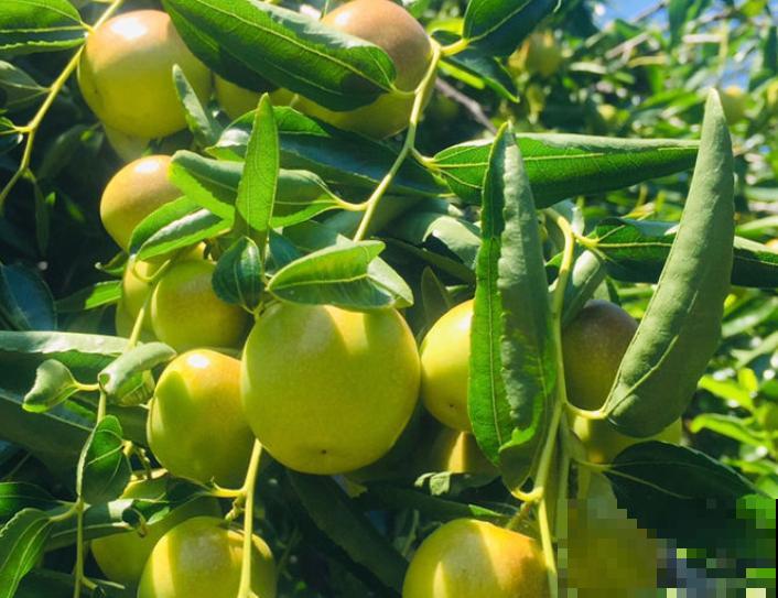 家里养盆“吉祥果”,果子满树都是,硕果累累吃不完 家里养盆“吉祥果”,果子满树都是,硕果累累吃不完