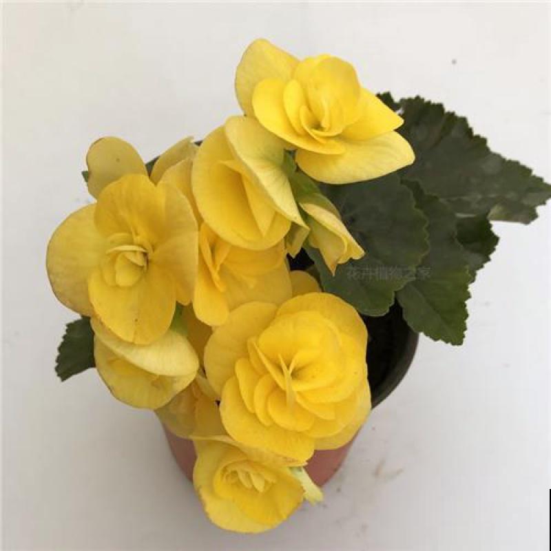 丽格海棠烂茎，狠心剪一刀，剪完还能活