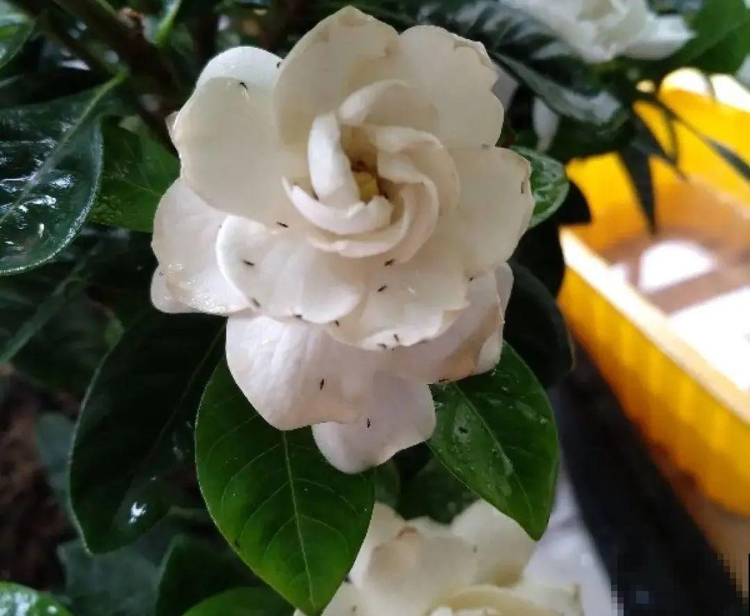 春天请个“护花神”,杀虫效果好,安全放心无污染 春天请个“护花神”,杀虫效果好,安全放心无污染