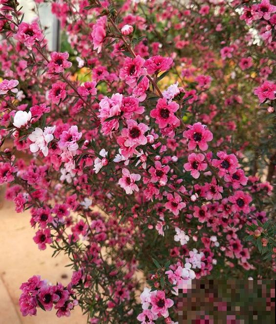 花68888元买棵桔子树，新年沾满“桔气”，来年“大吉大利”！