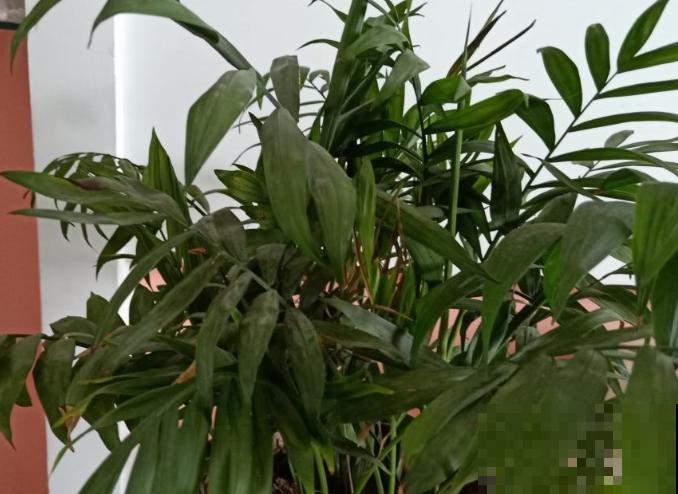 凤尾竹叶子全干枯,做好4点,轻松爆盆冒新芽 凤尾竹叶子全干枯,做好4点,轻松爆盆冒新芽