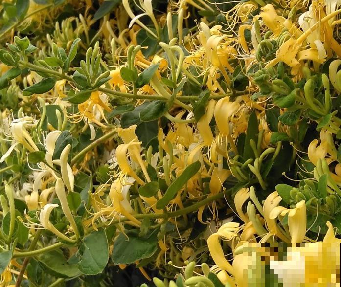 金银花想养到爆花，剪一刀，促进爆崽，越养越爆盆