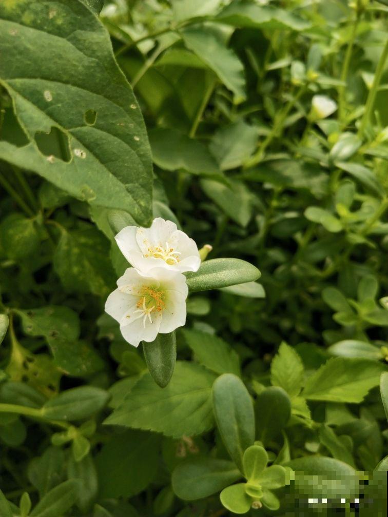 4种春日野菜,吃起来不花钱,一口鲜味那叫一个“绝” 4种春日野菜,吃起来不花钱,一口鲜味那叫一个“绝”