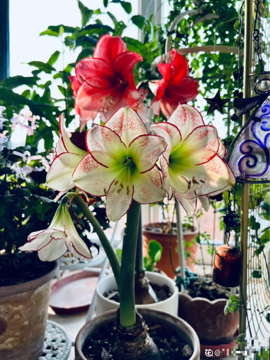 客厅养花别乱摆，选对位置，财运滚滚来！