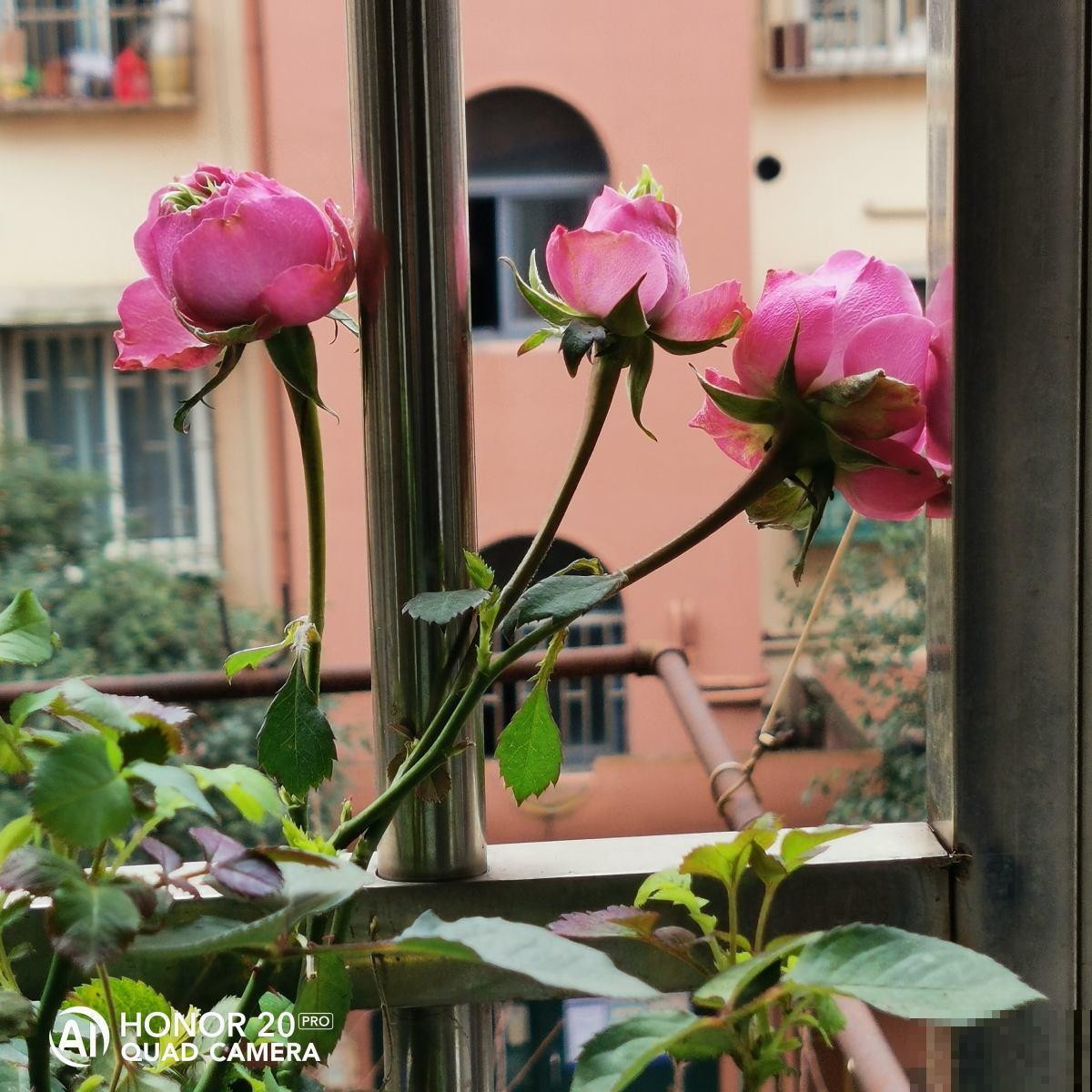 花期不开花的6个原因,掌握方法才能“对症下药” 花期不开花的6个原因,掌握方法才能“对症下药”