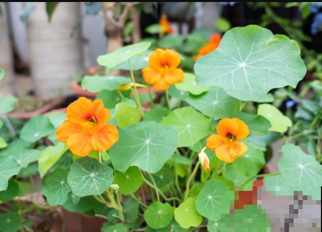 旱金莲小苗不会养殖，快来看看这4步，养殖变简单