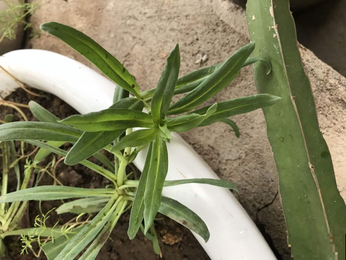 春天路边开满花，30种花能认识一半，就是植物大神