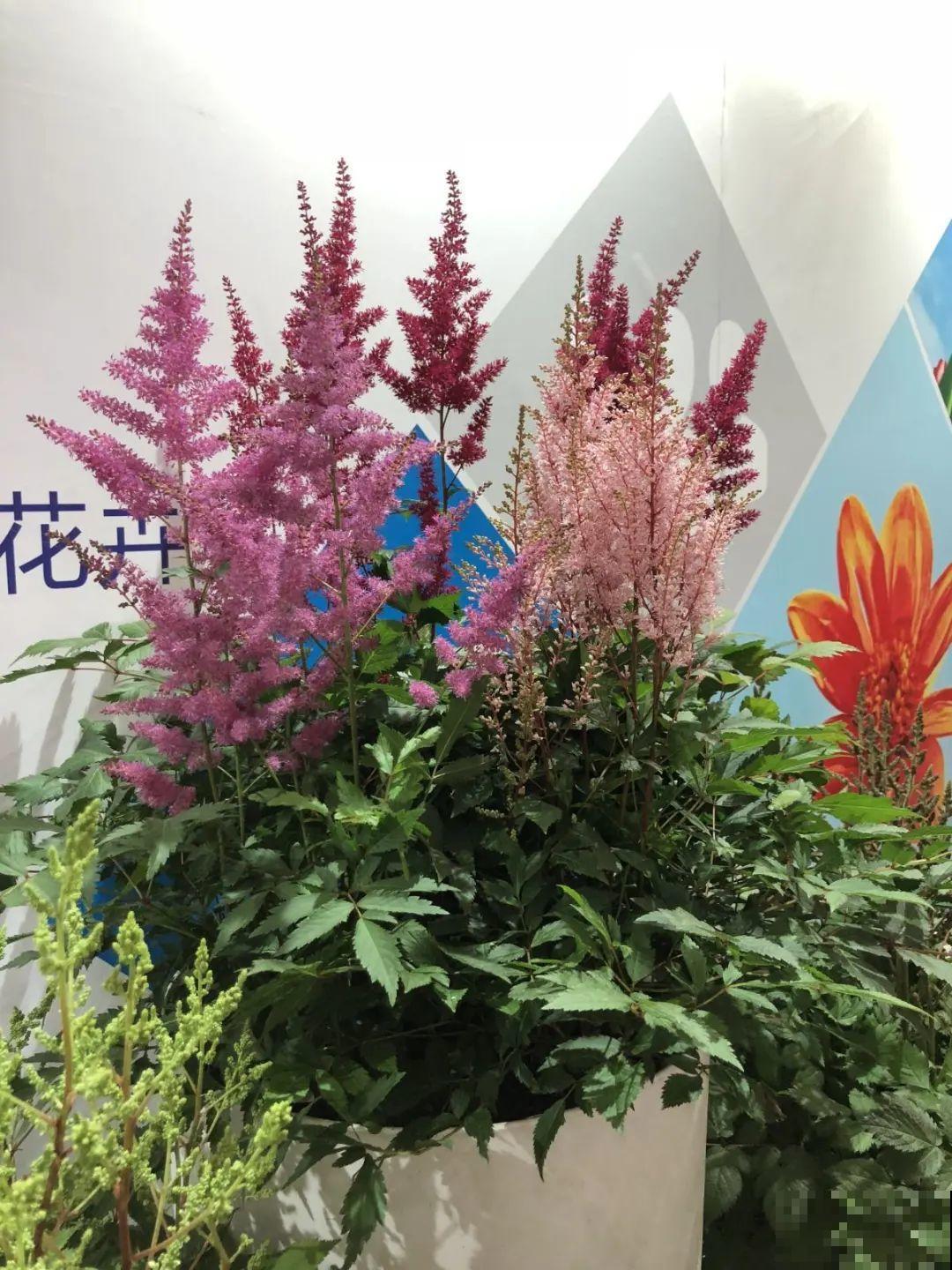 过年烟花没看够，快养这9种花，开花更美